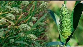 Cura diabetes, hipertensión, adelgaza rápidamente, elimina grasa de venas, arterias y más