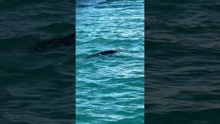Sea Lion In Cabo San Lucas Marina #carnivalcruises