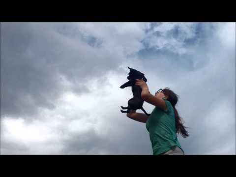 Circle of Life (Lion King parody)