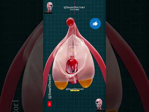 Smart Doctor 👨‍⚕️ and Smart Doctor Alt