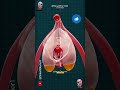CIit Oris Anatomy Resting Aroused CIit Oris