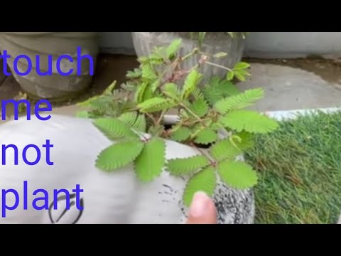 touch me not plant in my friend's garden/ did you ever see it?