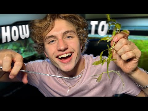 How to propagate Stem Aquarium Plants. Easy, Simple methods on how to trim aquarium plants