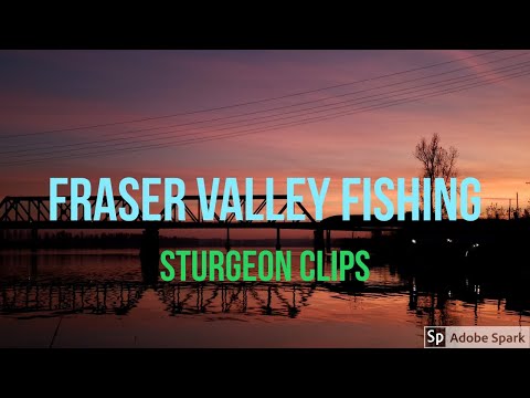 Fraser Valley Fishing-- Sturgeon Clips Of 2019
