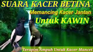 Download lagu MASTERAN SUARA KACER BETINA MINTA KAWIN||Solusi untuk pancingan kacer mancet mp3
