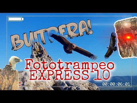 #FOTOTRAMPEO EXPRESS 10 | 🦅  Buitre Leonado  #Buitreras Parque natural del Estrecho 🏞