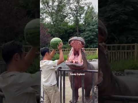 food time hippo #food #hippopotamus #fun #funtime