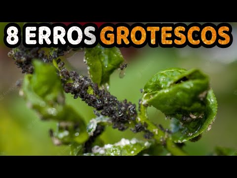 Erros de Iniciantes ao Começar uma Horta