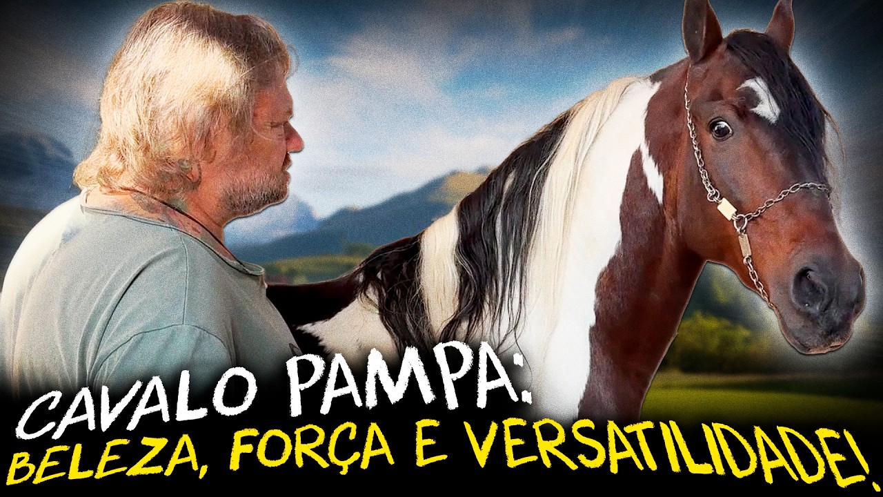 CAVALO PAMPA: POR QUE ELE É TÃO ADMIRADO NO MUNDO EQUESTRE!