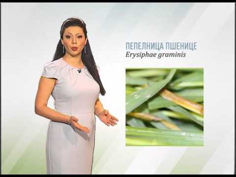 Zelena prognoza, 10.3.2016. - O prisustvu štetnih organizama u usevima pšenice