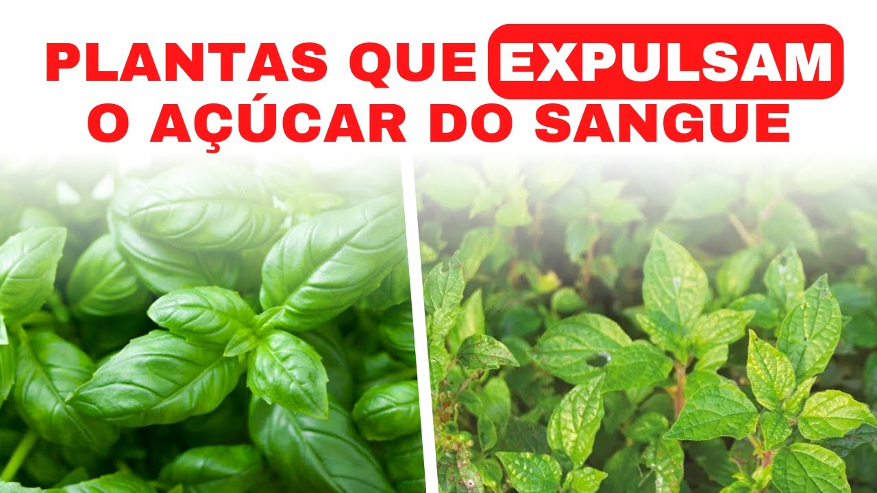 3 PLANTAS QUE DISSOLVEM O AÇÚCAR NO SANGUE