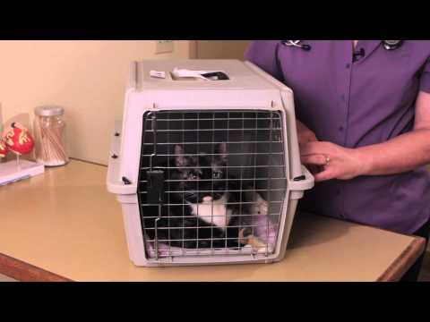 Anesthesia Recovery & Cats : Cat Health