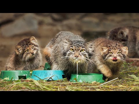 Pallas’s cat mom and her kittens feast on milk – splashes flying everywhere! @manulization