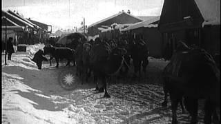 Russian troops moving supplies on camels during the Caucasus Campaign of World Wa...HD Stock Footage