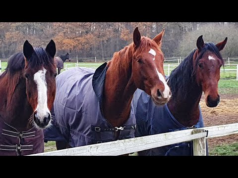 Hengste müssen ausziehen - Jack & Joey werden zu groß!