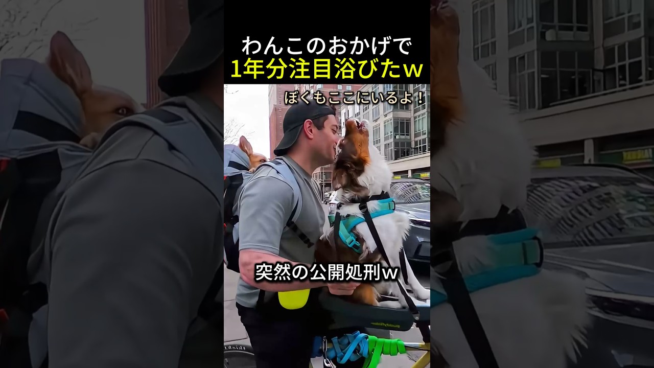 わんこのおかげで1年分の注目を浴びましたｗ