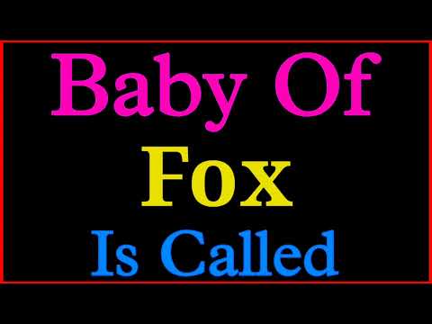Young Fox Name