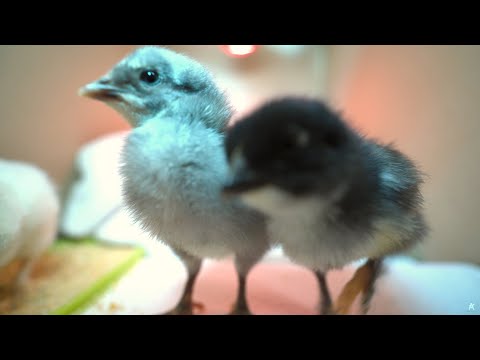 , title : 'Caring for the Cutest Baby Chicks Ever'