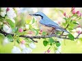 Peaceful music, Relaxing music, Instrumental music "Birds of Spring" by Tim Janis