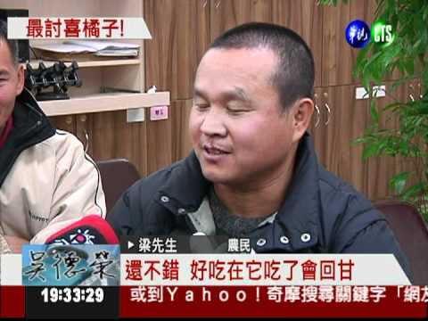 橘子界巨無霸! "天王柑"大2.5倍