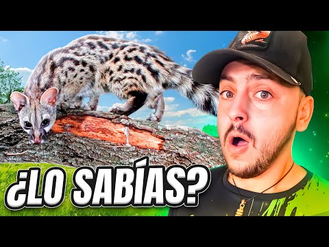 20 Curious Facts about Wild Animals