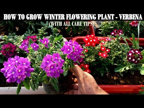 download lagu mp3 mp4 Verbena Plant, download lagu Verbena Plant gratis, unduh video klip Verbena Plant