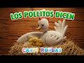 Los Pollitos Dicen Canti Rondas Canciones Infantiles Populares Música Y Rondas Para Niños