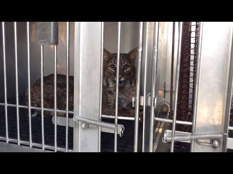 Tier überlebt nur durch ein WUNDER | Viralix