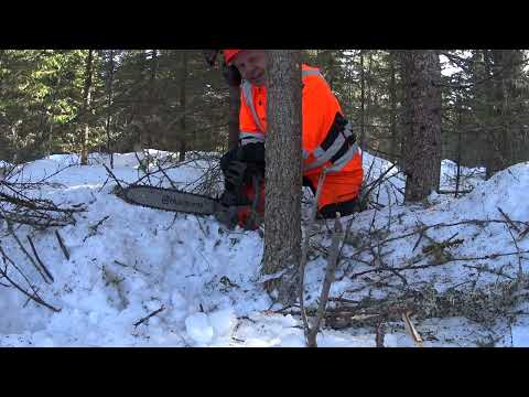 Metsolan Metsäkoulu 256 - Miten tehdään U- SAHAUS