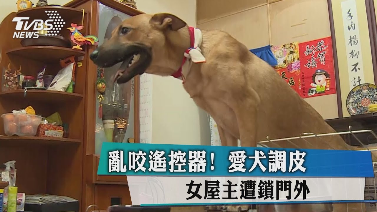 亂咬遙控器！愛犬調皮　女屋主遭鎖門外