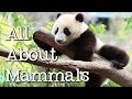 All About Mammals for Children: Cats, Bears, Elephants, Pandas and More - FreeSchool