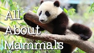 All About Mammals for Children: Cats, Bears, Elephants, Pandas and More - FreeSchool