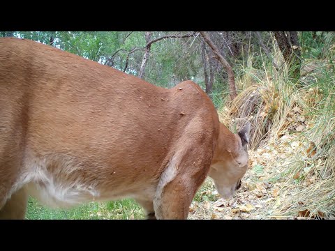 Cougar Size Vs Human