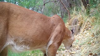 Man vs. Mountain Lion (size comparison)