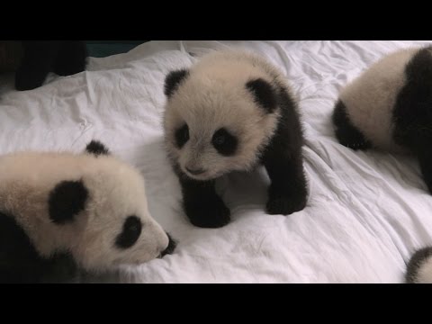 Baby panda nursery - Operation Wild: Series 1 Episode 1 - BBC