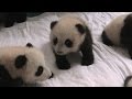 Baby Panda Nursery Operation Wild Series 1 Episode 1 BBC
