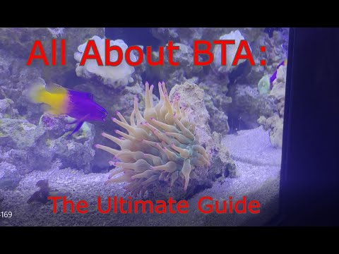 Bubble Tip Anemone Care: How to Keep Your Anemones Healthy and Happy