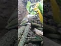 Feeding My White S Tree Frogs Shorts