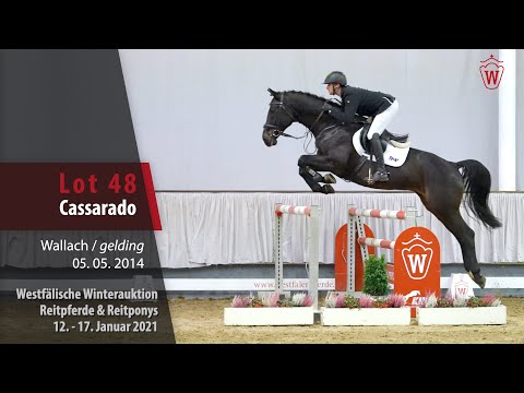 Winterauktion Reitpferde & Reitponys Lot 48 Cassarado Wallach v.Casall -   Acorado