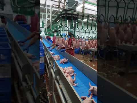 chicken processing rehang