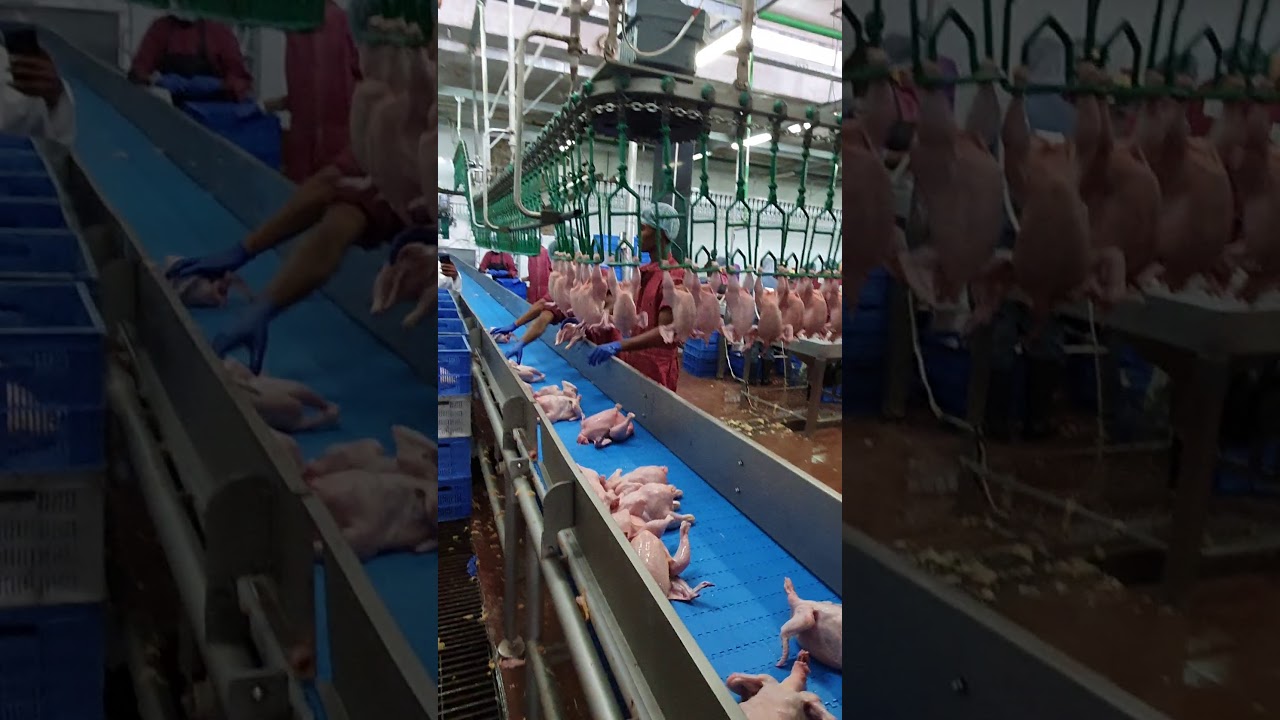 chicken processing rehang