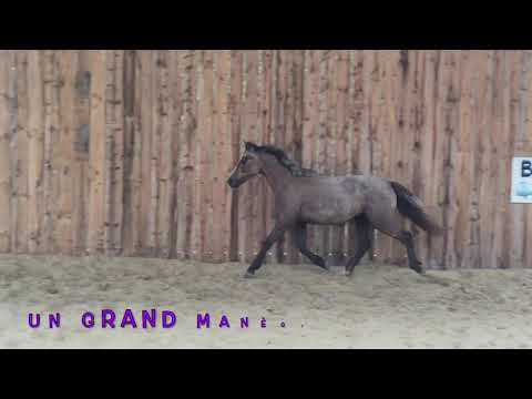 Présentation du Landreau Equitation