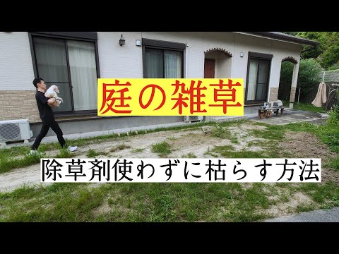 自家製ラウンドアップの作り方は？ 3 つの材料と 5 分で天然の強力な除草剤が完成  庭園