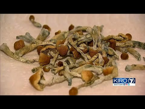 The unseen side of magic mushrooms, from moms to home growers | KIRO