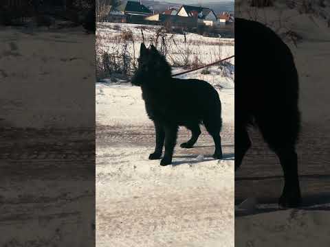 Belgischer Schäferhund Welpe kaufen
