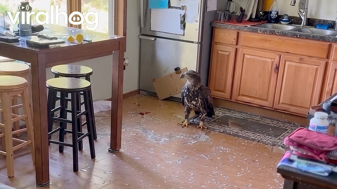 Unexpected Eagle Visits Kitchen || ViralHog