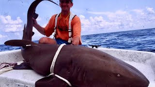 Shark Tagging - Up to 1,200lbs in size!