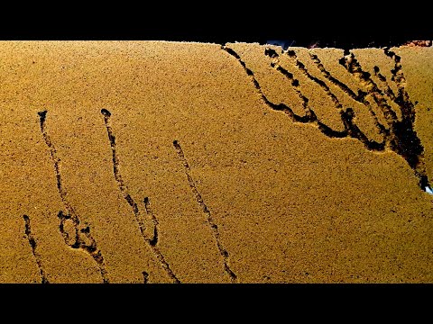 Ant sand farm and more - compilation #1