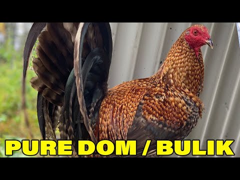 Pure Dom Bulik Fuerte Farm - Beautiful Birds