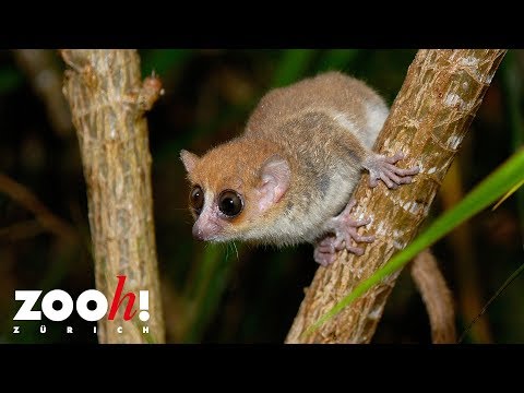 Futterstation der Goodman-Mausmakis im Masoala Regenwald